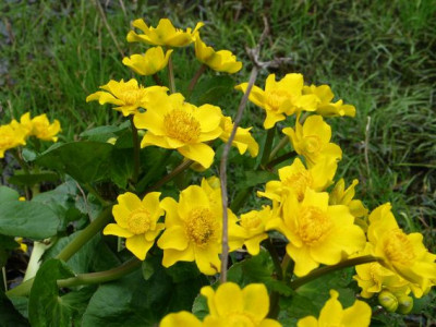 Caltha-kel-2012.jpg