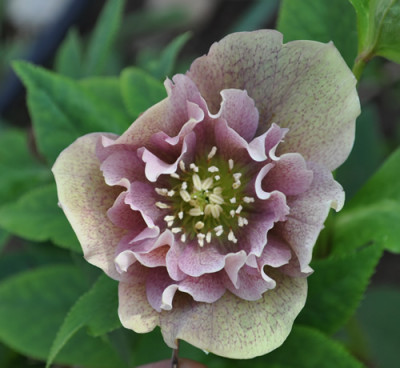 Helleborus_12__3659.jpg