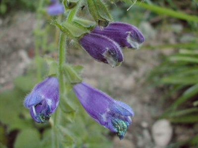 salvia_yunnanensis.jpg