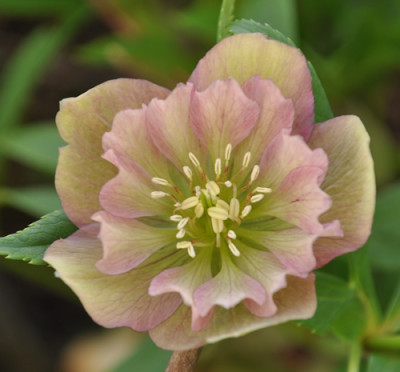 Helleborus_4_12__3673.jpg