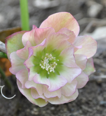 Helleborus_5_12__3667.jpg