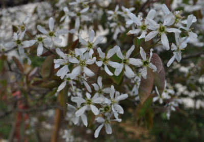 Felsenbirnbluete_12__3700.jpg