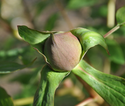 Paeonienknospe_12__3697.jpg