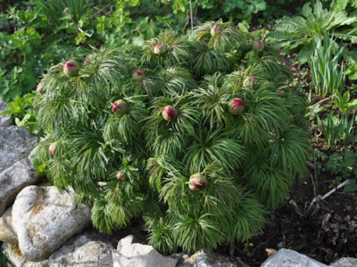 Paeonia_tenuifola_12__3690.jpg