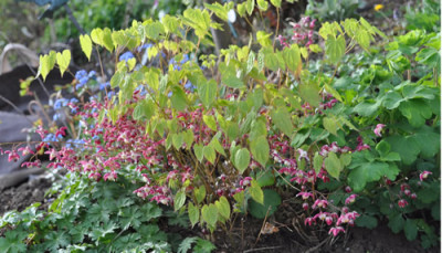 Epimedium_12__3678.jpg