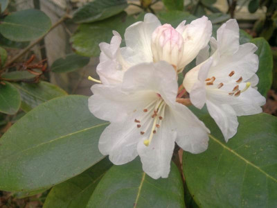180420123335R.campanulatum_ssp._campanulatum_Waxen_Bell_-_Kopie.jpg