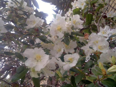 180420123336R.scopulorum_KW_6354_-_Kopie.jpg