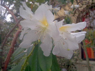 180420123337R.veitchianum_Cubittii_-_Kopie.jpg