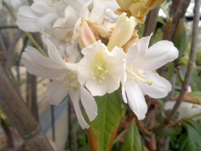 180420123339R.carneum_-_Kopie.jpg