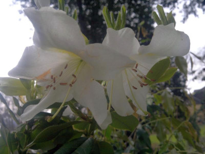 180420123341R._johnstoneanum_SEH_-_Kopie.jpg