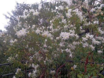180420123342R.formosum_var._formosum_CH320_Khasia_hills_-_Kopie.jpg