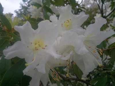 180420123338R.formosum_var._formosum_CH320_Khasia_hills_-_Kopie.jpg