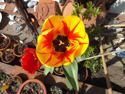 tulipa2012_zg.jpg