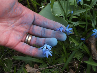 blaukorn-scillablau_zg.jpg