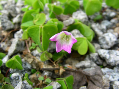 Oxalis_acetosella_Rubra_DSCN9771.jpg