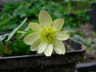 Ranunculus_ficaria_spontaner_Samling_DSCN9764.jpg