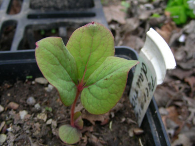 Paeonia_daurica_Samling_DSCN9769.jpg
