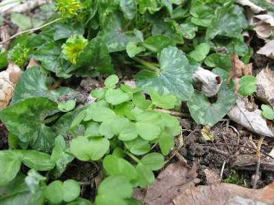 ficaria_Saemlinge_19.4.12_ue.jpg