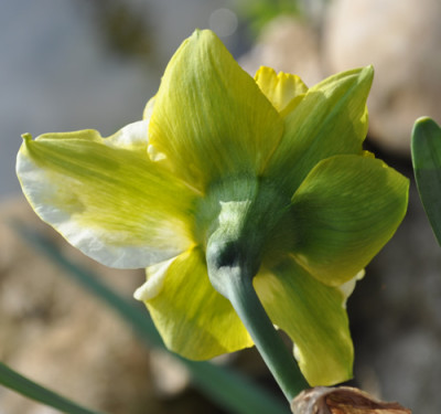 Narcisse_h_12__3685.jpg