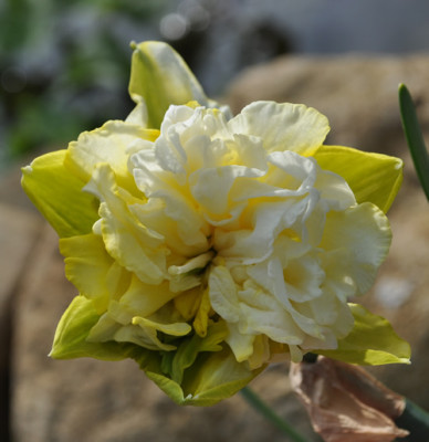 Narcisse_12__3686.jpg