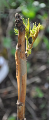Paeonia_lutea_12__3694.jpg
