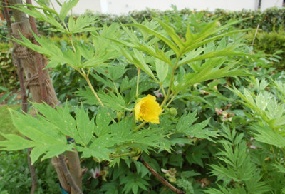 P._delavayi_f._lutea_010__46208.jpg