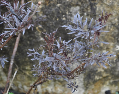 Sambucus_nigra_Blacke_Lace_12__3508.jpg