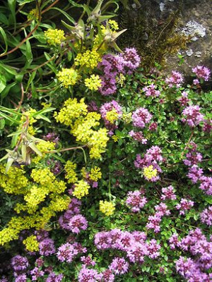 Alyssum_aizoides_Hortu.jpg