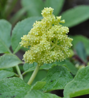 Sambucus_racemosa_12__3507.jpg