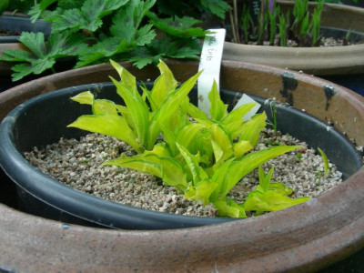 Hosta_Green_Eyes_DSCN9794.jpg