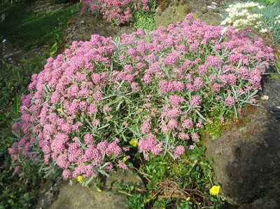 Ptilotrichum_spinosum_Rubrum_2_Hortu.jpg