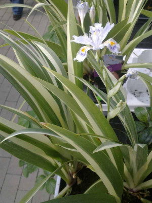 Iris_tectorum_Cruella.jpg