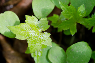 Hydrophyllum-Saemling-Apr1812.jpg