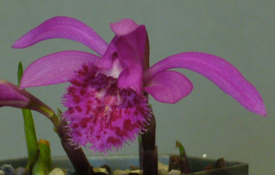 Pleione_Berapi_Purple_Sandpiper_1200x1200_80KB.jpg