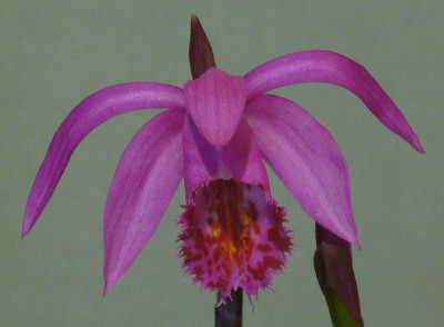 Pleione_Stromboli_Fireball_1200x1200_80KB.jpg