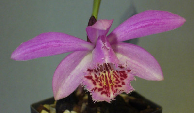Pleione_Rakata_Keith_Rattray_1200x1200_80KB.jpg