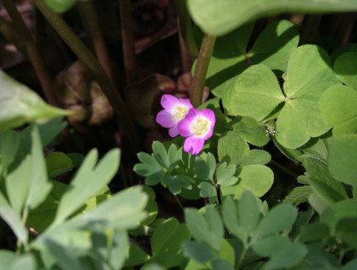 IMG_6623_eOxalis_acetosella_rot.JPG
