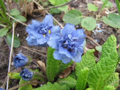 blaue_Primel_120419.jpg
