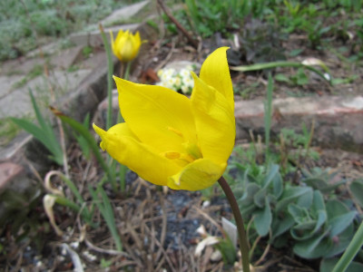 Tulipa_silvestris_120418.jpg