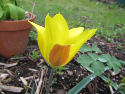 tulipa_kolpakowskiana_120419.jpg