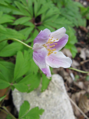 Buschwindroschen_rosa_120419.jpg