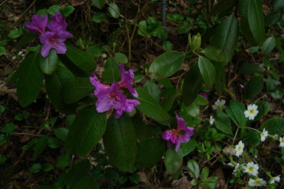 rhodo_cf_20120412_zg2.jpg