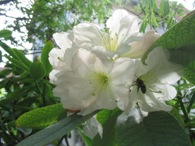 Rhododendron_decorum_Hortu.jpg