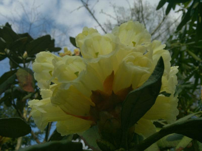 200420123381R.sinofalconeri_CH_7183_Yunnan.jpg