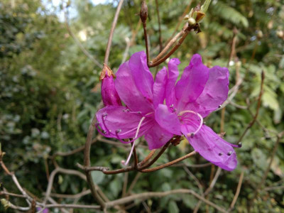 200420123372R._wadanum.jpg