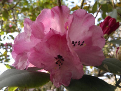 200420123376R._oligocarpum_Guiz148.jpg