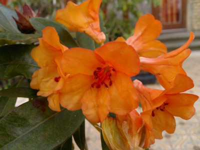 200420123391R._javanicum_Sands_74.jpg