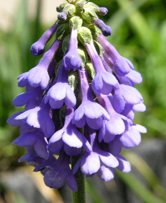 primula_cernua.JPG
