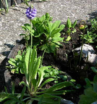 primula_cernua_ganz.JPG