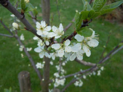 19._april_2012toptaste_044.JPG